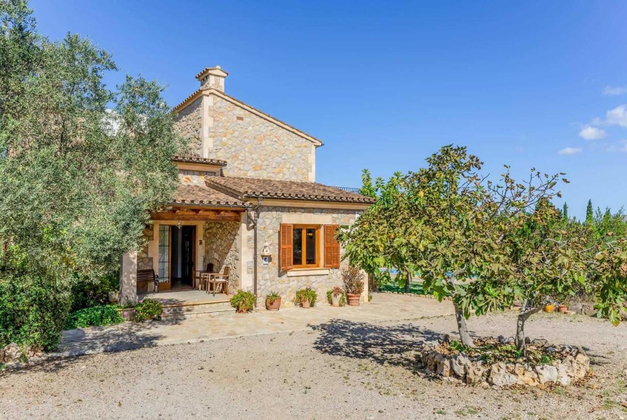 L'olivar Pollenca